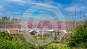 A floating garden of red lotus flowers on Lake Han.