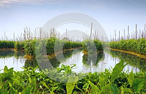 Floating gardens on Inle Lake