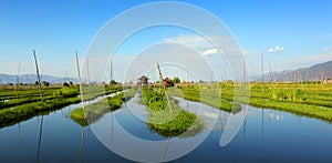 Floating gardens on Inle Lake in Myanmar