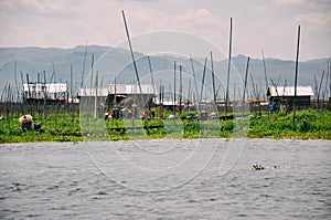 Floating gardens at Taunggyi, Inle Lake.