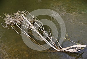 Bizzar shaped tree in the river