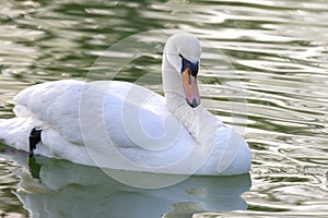 Floating graceful white swan on the pond. Feathered animals birds