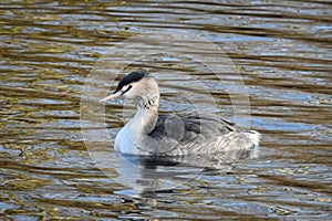 Floating Grebe in winter plumage