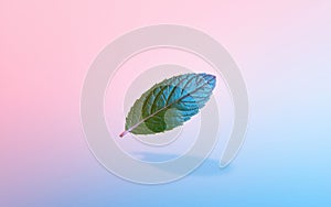 Floating Green Leaf on Pastel Pink and Blue Gradient