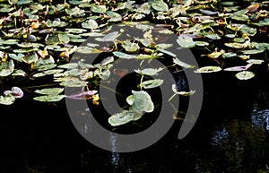 Floating Green and Red Leaves on a River