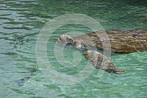 Floating in the green sea turtle