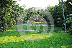 Floating green weed on Canal