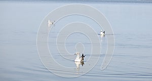 Floating gulls on the sea