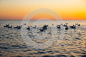 floating gulls seagulls in sea water on yellow blue sunset sky. Birds silhouette, defocused photo