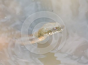 The floating head of a snake peeping out of the water