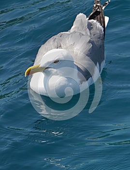 A floating herring gull