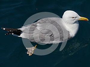 A floating herring gull