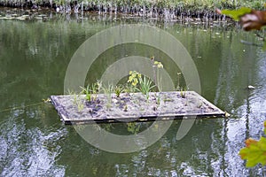 Floating Hydroponic Garden on the Ausable River in Autumn
