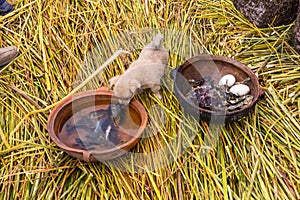 Floating Islands on Lake Titicaca Puno, Peru, South America, thatched home. Dense root that plants Khili interweave photo