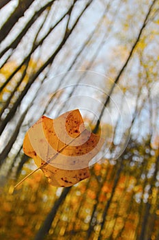 Floating Leaf