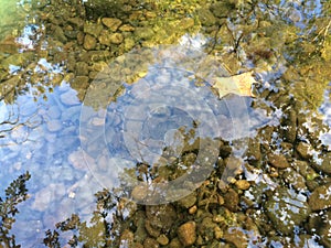 Floating leaf on pebble Creek stream water