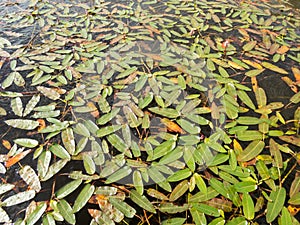 Floating leaves of Amphibious Bistort Persicaria amphibia water plant