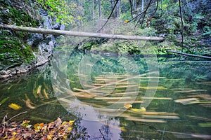 Floating leaves in canyon breakthrough of River Hornad in Slovak Paradise during autumn