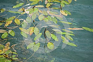 floating leaves on the river photo