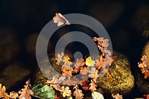 Floating leaves at river bank. Colorful autumn leaves