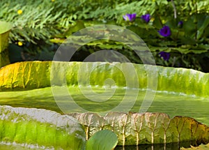 Floating leaves of Victoria Regia