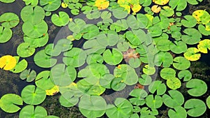 Floating lily pads