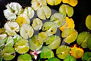 Floating lily pads with a single pink flower