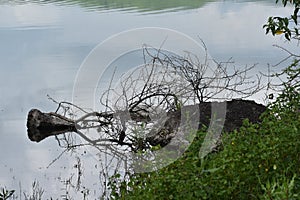 Floating log in River with Mirror effect