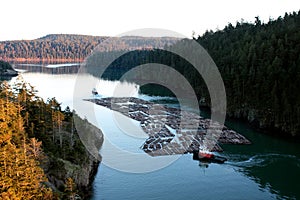 Floating Logs at Deception Pass