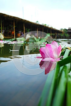 Floating lotus