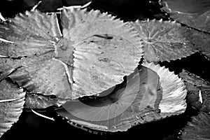 Floating lotus leaf on the lake