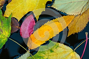 Fallen colorful leaves surface on the water in the autumn season.