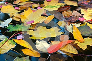 Fallen colorful leaves surface on the water in the autumn season.