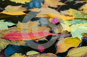 Fallen colorful leaves surface on the water in the autumn season.