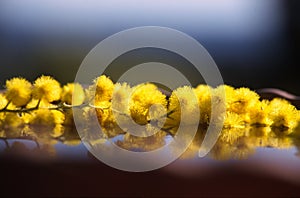 Floating mimosa photo