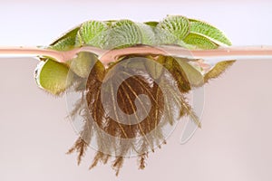 Floating Moss (Salvinia rotundifolia)