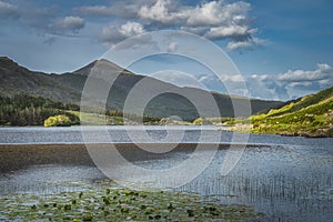 Floating nenuphars on Lough Gummeenduff in beautiful Black Valley at sunset