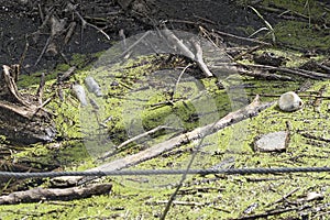 Floating old garbage in water, plastic bottles