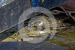 Floating old garbage in water, plastic bottles