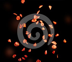 Floating orange red rose petals, isolated on black background