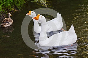 Floating pair white geese