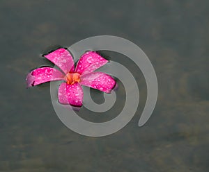 Floating Plumeria