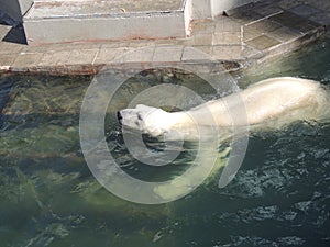 Floating Polar Bear