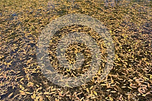 Floating Pond Weed