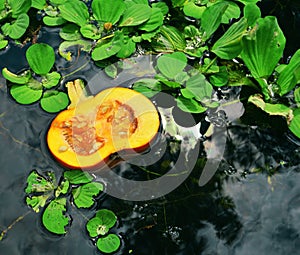 Floating Pumpkin