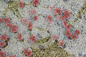 Floating red mosquito fern on a rice field