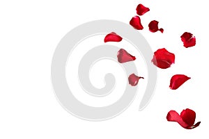 Floating red rose petals isolated on white