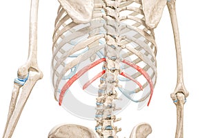 Floating ribs in red color 3D rendering illustration back view isolated on white. Human skeleton anatomy, medical diagram,