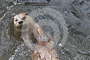 Floating River Otter on His Back in a River