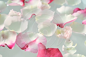 Floating Rose Petals photo